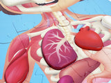 Rompecabezas del Cuerpo Humano Hape